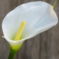 Kunstblume Calla in Weiß, Real Touch Oberfläche, 67 cm.