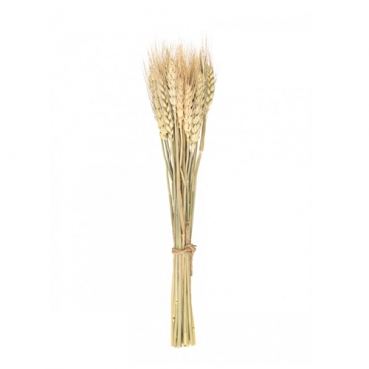 Naturdeko Getreide, Ähren Bund, getrocknet, 35 cm Naturdeko Getreide, Ähren Bund, getrocknet, 35 cm.