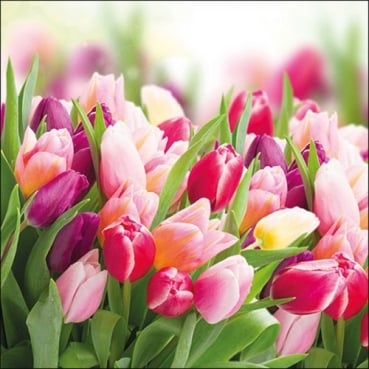 20er Pack Servietten Tulpen, 33 x 33 cm